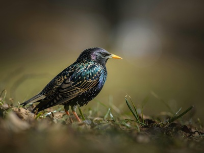 Starling