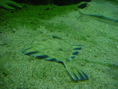 Starry flounder