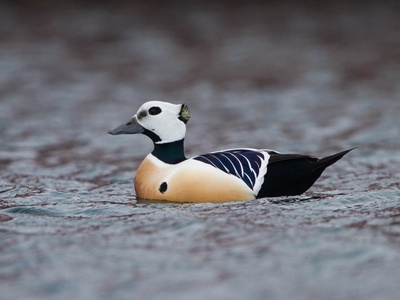 Steller's Eider