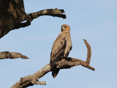 Steppe Eagle