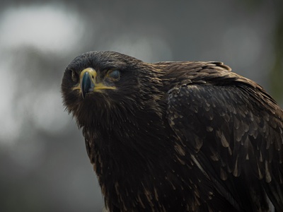 Steppe Eagle