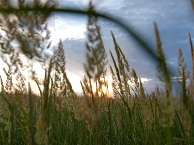 Steppe feather grass