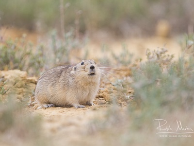 Steppe Lemming