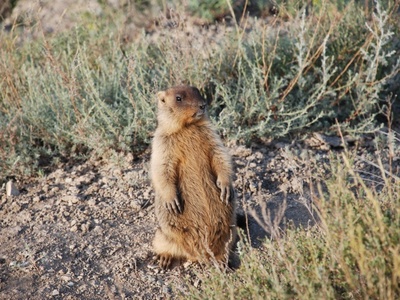 Steppe Marmot