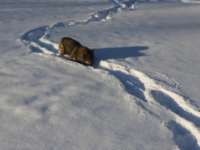 Steppe Polecat