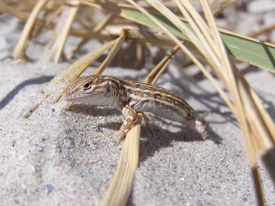 Steppe Runner