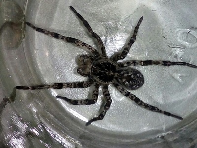 Steppe Tarantula