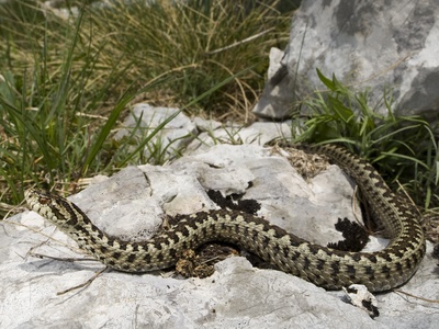 Steppe Viper