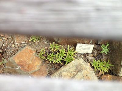 Sticky Dudleya