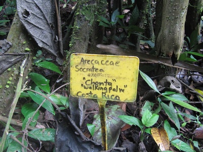 Stilt-root palm
