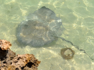 Stingray (Atlantic/Caribbean)