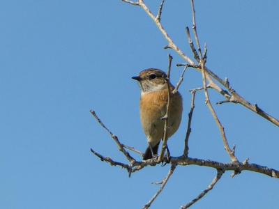 Stonechat