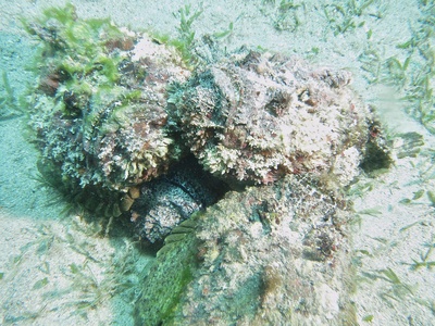 Stonefish