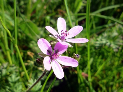 Stork's-bill
