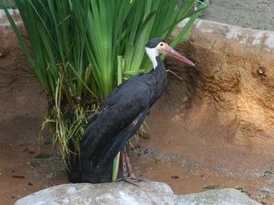 Storm's Stork