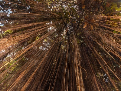 Strangler Fig