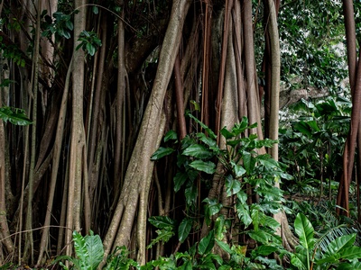 Strangler fig