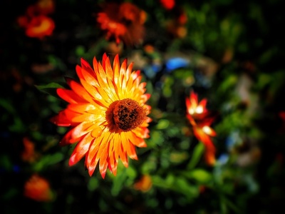 Strawflower