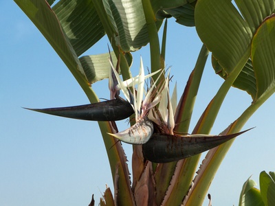 Strelitzia alba