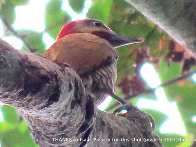 Stripe-cheeked Woodpecker