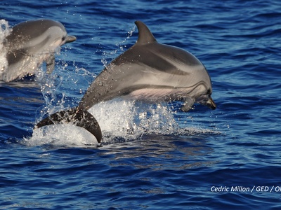Striped Dolphin