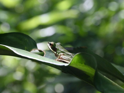 Striped Narrow-mouthed Frog