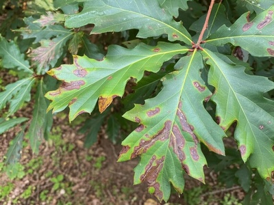 Sudden Oak Death