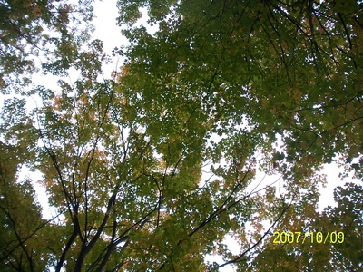 Sugar maple