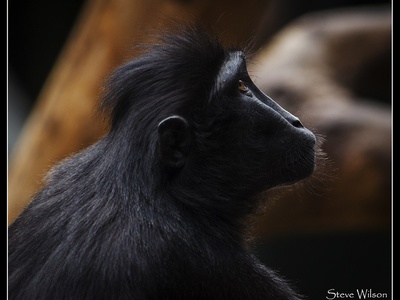 Sulawesi Crested Macaque