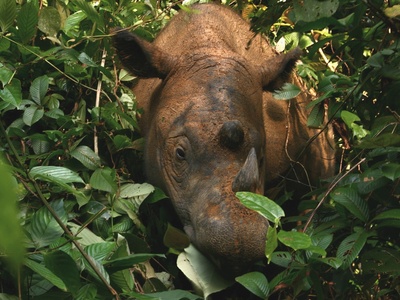 Sumatran Rhinoceros