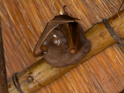 Sunda Roundleaf Bat