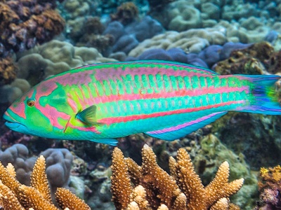 Surge wrasse