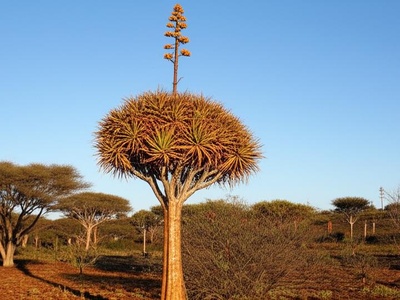 Suzzane's Aloe
