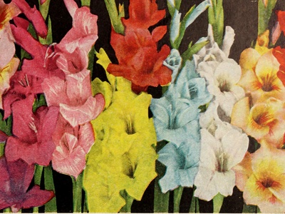 Swamp Gladiolus