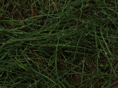 Swamp Globe Grass