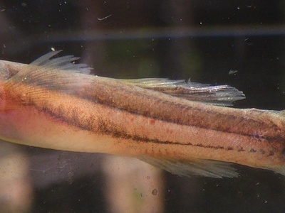 Swampfish