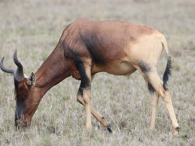 Swayne's Hartebeest
