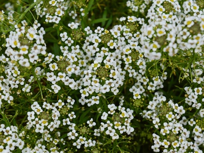 Sweet Alyssum