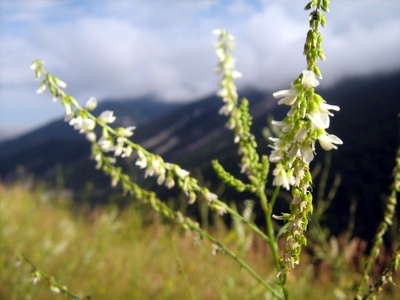 Sweet Clover
