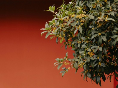 Sweet osmanthus