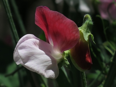 Sweet Pea