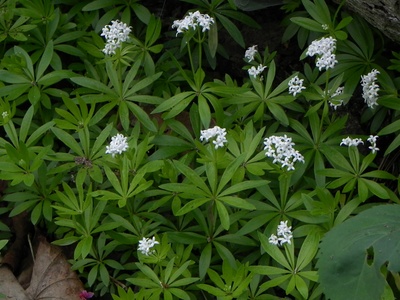 Sweet woodruff