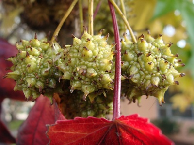 Sweetgum