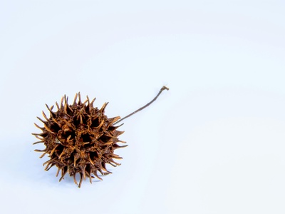 Sweetgum