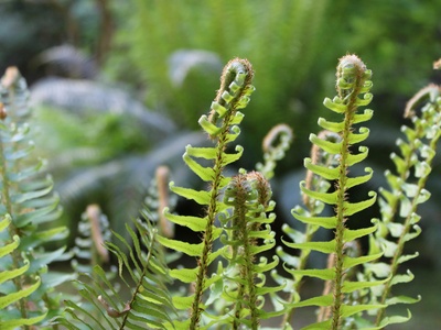 Sword Fern