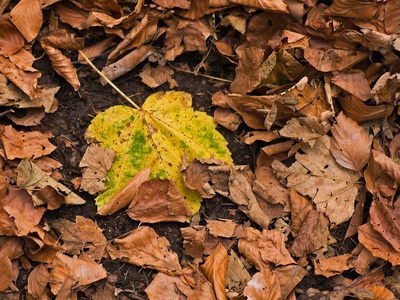 Sycamore maple
