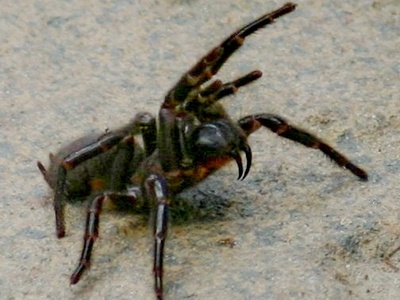 Sydney Funnel-web