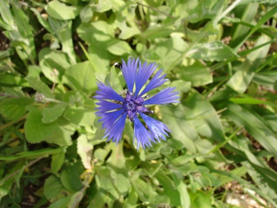 Syrian Cornflower