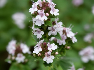 Syrian Marjoram