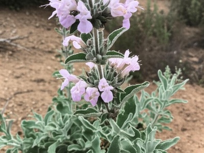 Syrian Sage